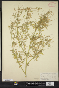 Melilotus officinalis image