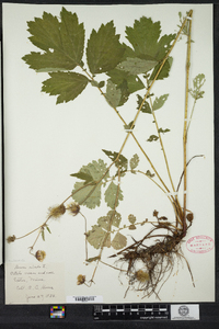 Geum rivale image