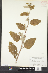 Arctium minus image