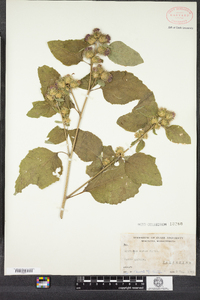 Arctium minus image