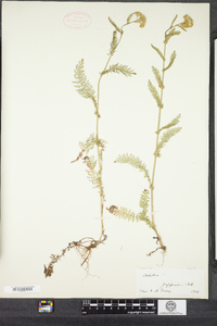 Achillea millefolium image