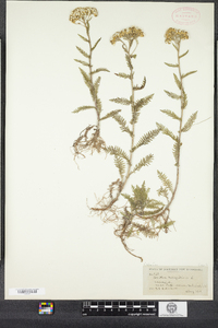 Achillea millefolium image