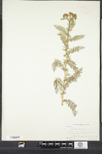 Achillea millefolium image