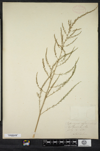 Asparagus officinalis image