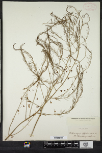 Asparagus officinalis image