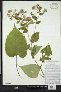 Eurybia macrophylla image