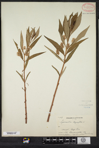 Lysimachia thyrsiflora image