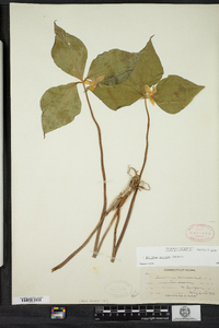 Trillium cernuum image