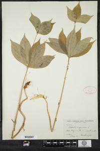 Medeola virginiana image