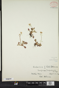 Saxifraga virginiensis image