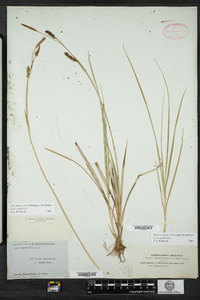 Carex panicea image