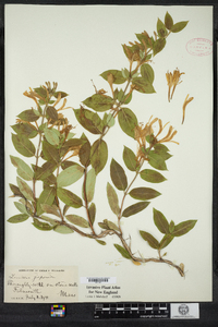 Lonicera japonica image