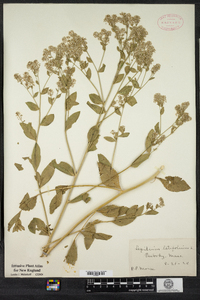 Lepidium latifolium image