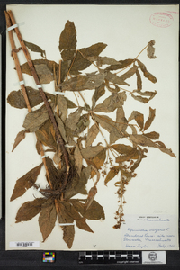 Lysimachia vulgaris image