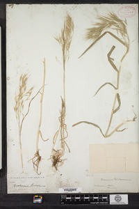 Bromus tectorum image