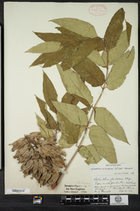 Ailanthus altissima image