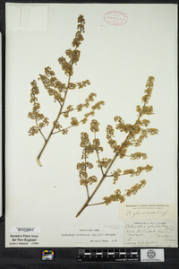 Ailanthus altissima image