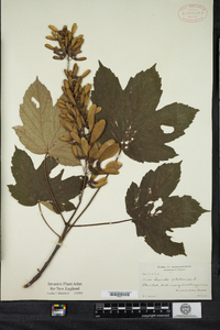 Acer pseudoplatanus image