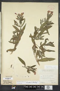 Epilobium hirsutum image