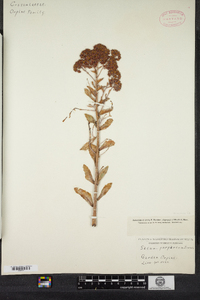 Hylotelephium telephium ssp. telephium image