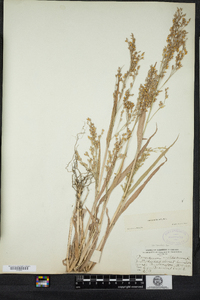 Panicum miliaceum image