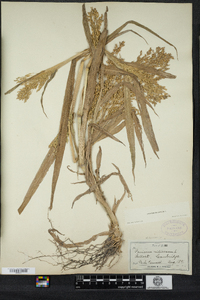 Panicum miliaceum image