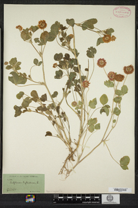 Trifolium hybridum image