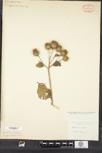 Arctium lappa image