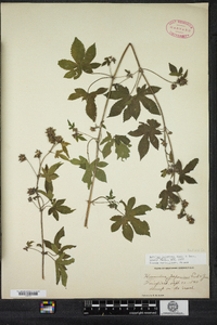 Humulus japonicus image