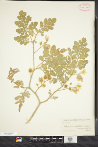 Solanum rostratum image