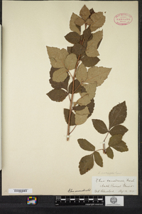 Rhus aromatica image