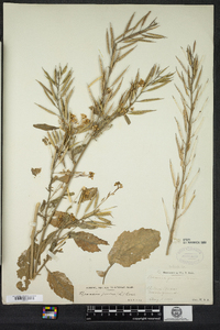 Brassica juncea image