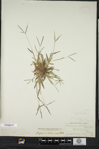 Digitaria ischaemum image