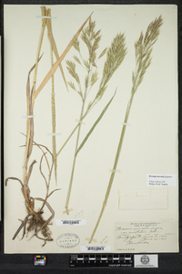 Bromus inermis image