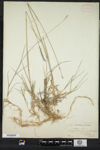 Elymus repens image