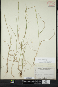 Lolium perenne ssp. multiflorum image