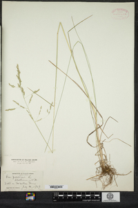 Poa pratensis image