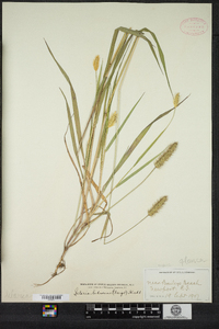 Setaria pumila image