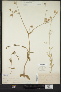 Silene vulgaris image