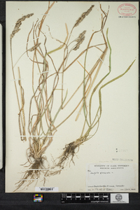 Dactylis glomerata image