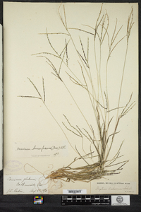 Digitaria ischaemum image