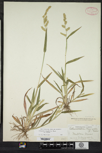 Echinochloa crus-galli image