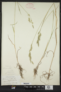 Bromus racemosus image