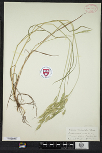 Bromus racemosus image