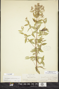 Pycnanthemum verticillatum image