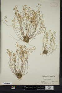 Draba verna image