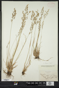 Agrostis capillaris image