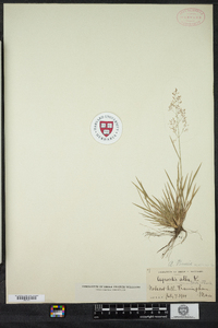 Agrostis capillaris image