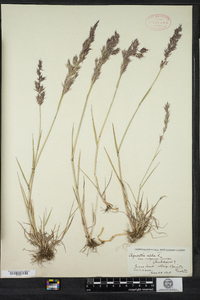 Agrostis capillaris image