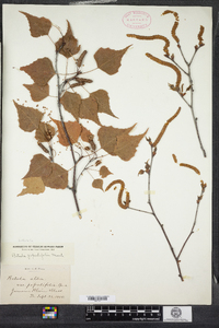 Betula populifolia image